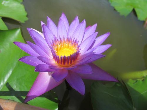 water lily purple flower purple water lily