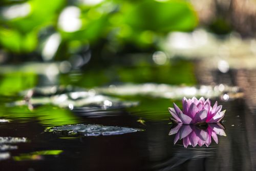 water lily water pink