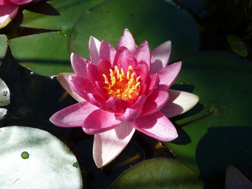 water lily mare aquatic plant