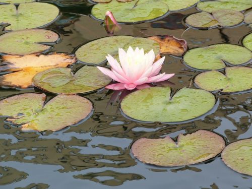 water lily pond aquatic plant