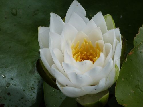 water lily pond aquatic plant