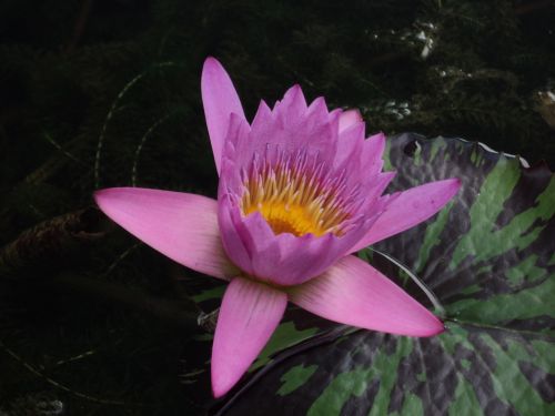 Water Lily