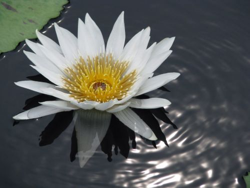 Water Lily