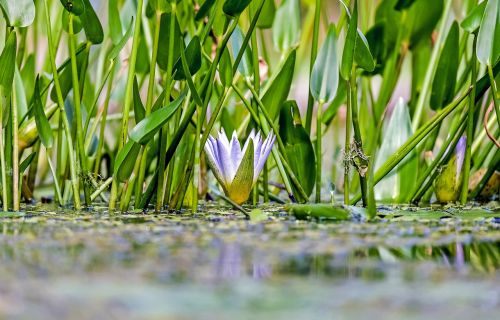 water lily flower blossom