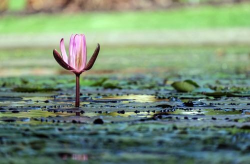 water lily flower blossom