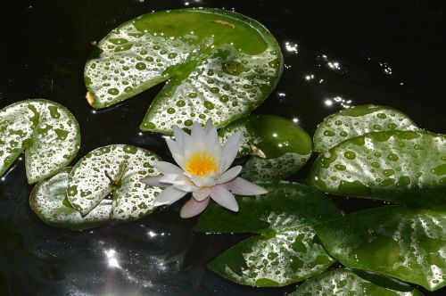 water lily white flower