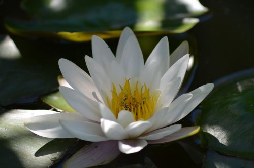 water lily white aquatic plant