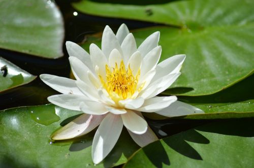 water lily white aquatic plant