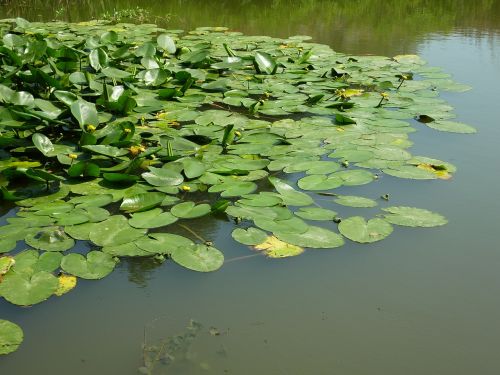 water lily pond aquatic plant