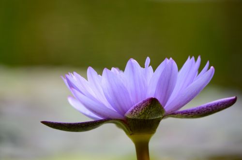 water lily purple fall