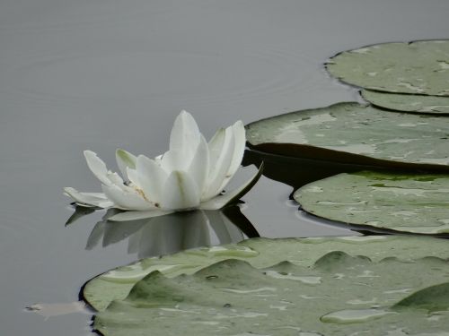 water lily pond pond plant