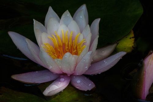 water lily nymphaea lake rose