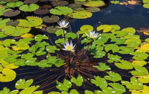 water lily aquatic plant leaves