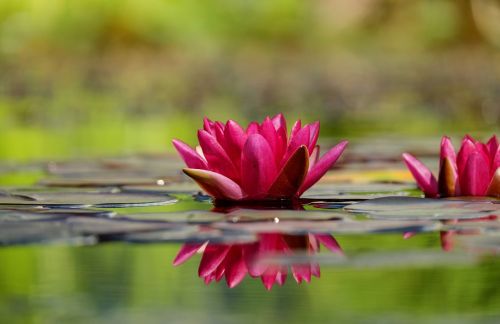 water lily flower blossom