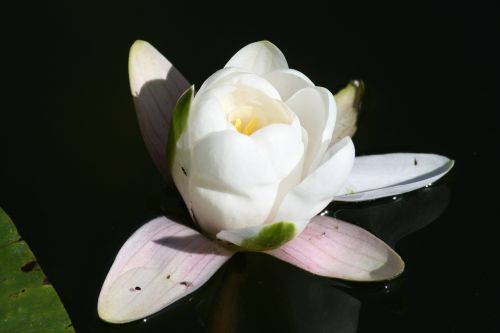 water lily bloom nature