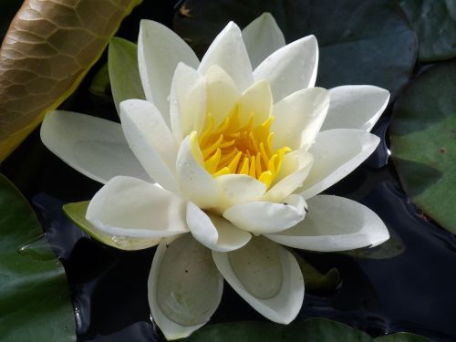 water lily plant aquatic