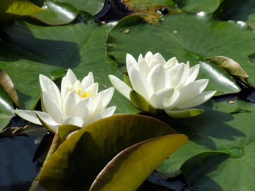 water lily plant aquatic