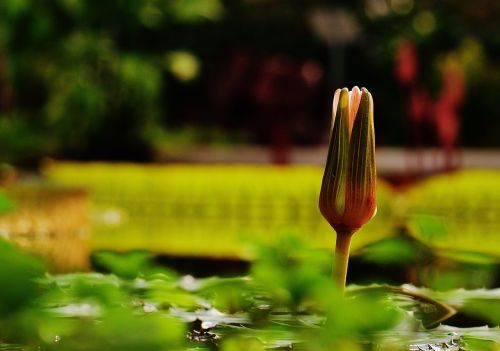 water lily water plant