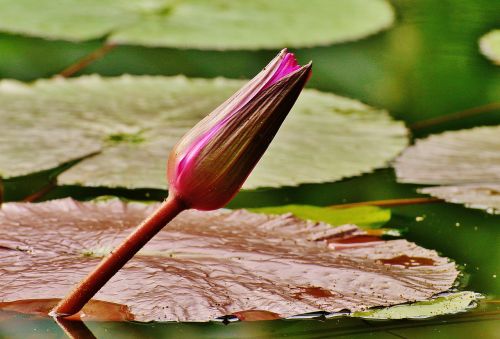 water lily water bud