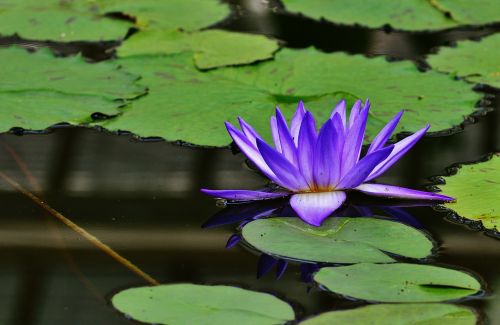 water lily water bud