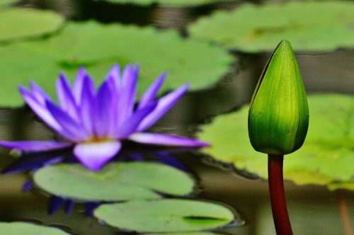 water lily water bud