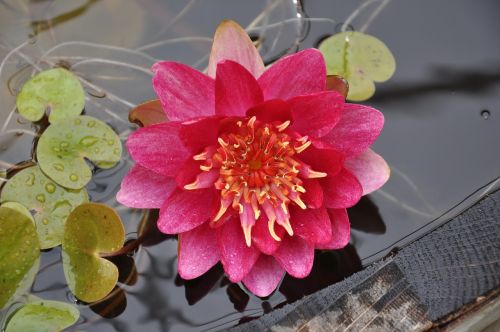 water lily pond water