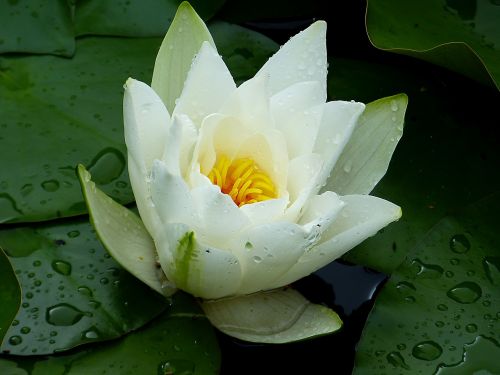 water lily white green
