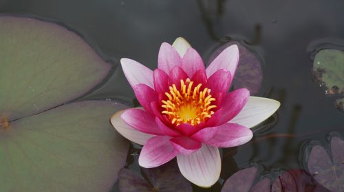 water lily bloom aquatic plant