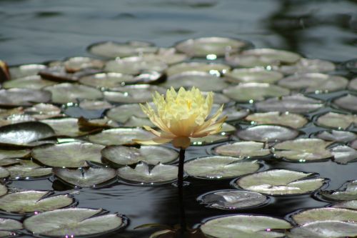 Water Lily