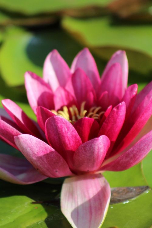 water lily blossom bloom