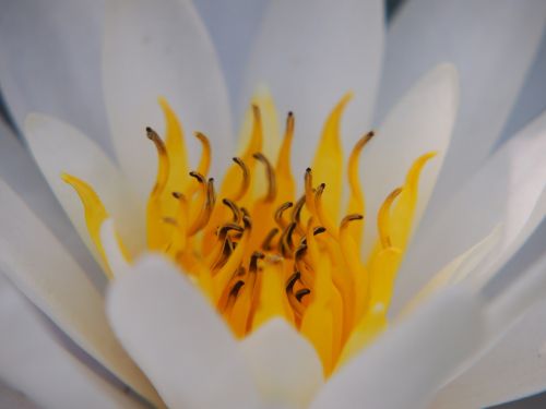water lily white stamens