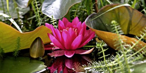 water lily nuphar lutea aquatic plant