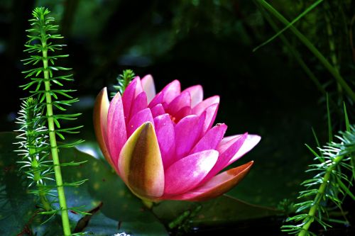 water lily nuphar lutea aquatic plant