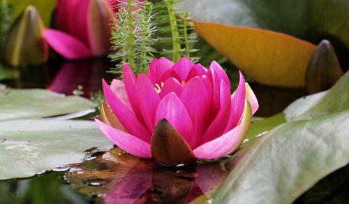 water lily nuphar lutea aquatic plant