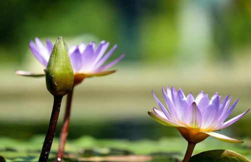 water lily bud green