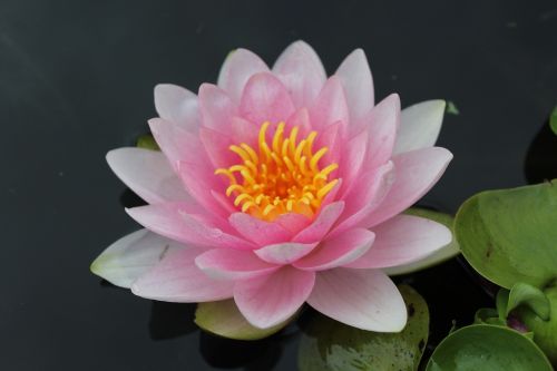 water lily pond aquatic plant