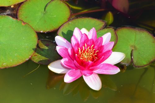 water lily pond red