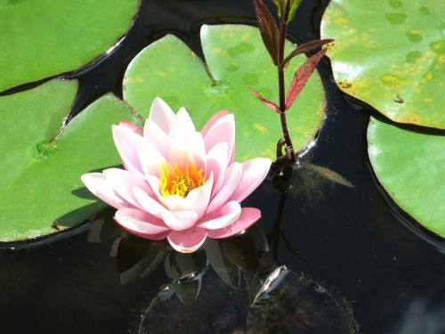 water lily blossom bloom