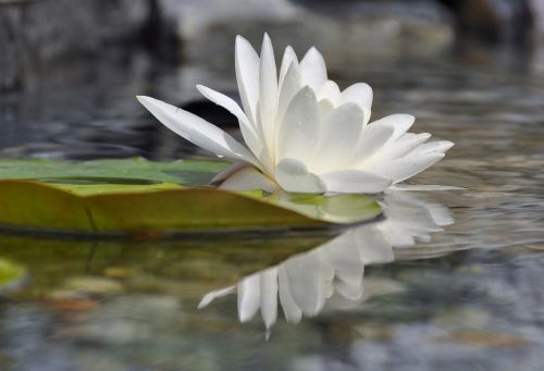 water lily water rose mirroring