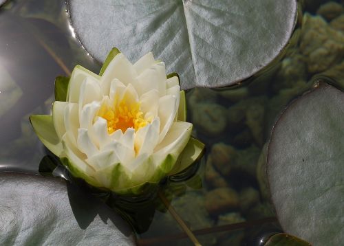 water lily water rose aquatic plant