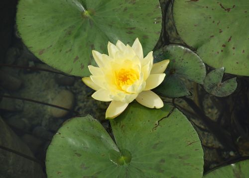 water lily water rose aquatic plant