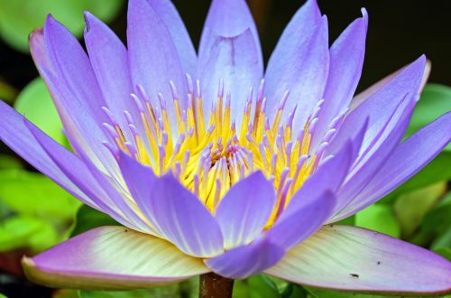 water lily flower flowers