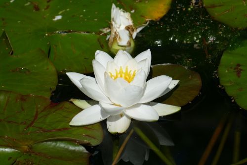water lily bird park walsrode