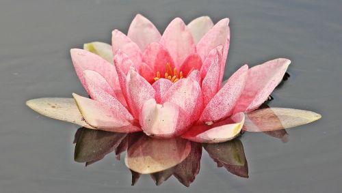 water lily nuphar lutea aquatic plant