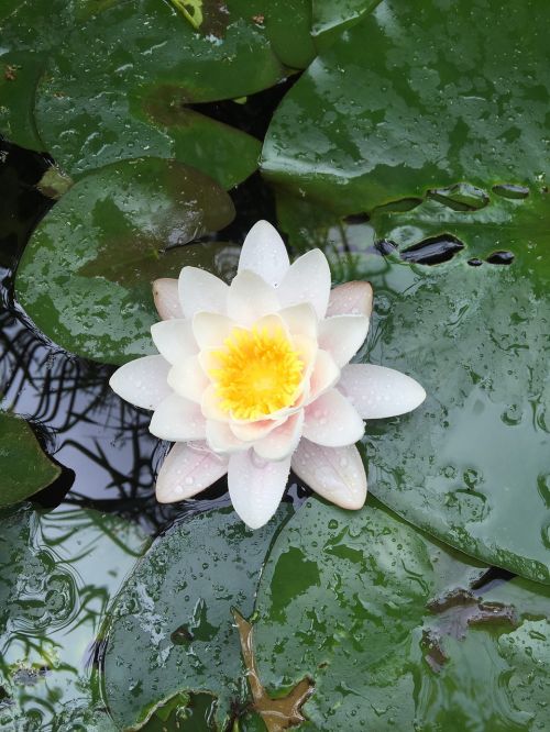 water lily meditation zen pool