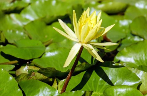 water lily nuphar lutea blossom