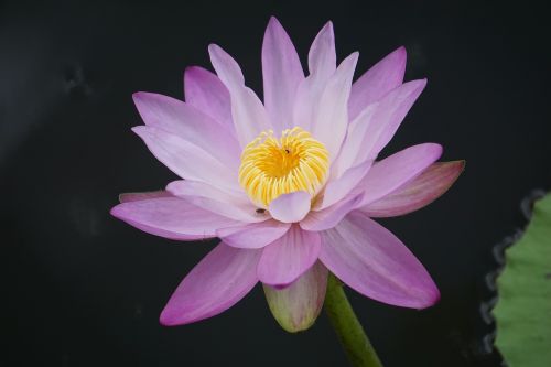 water lily nymphaea aquatic