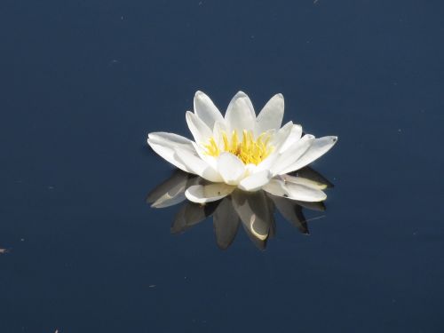 water lily water flower flower