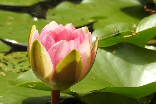 water lily nuphar lutea pond plant