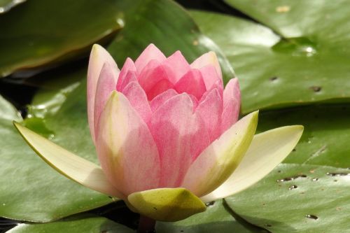 water lily nuphar lutea pond plant